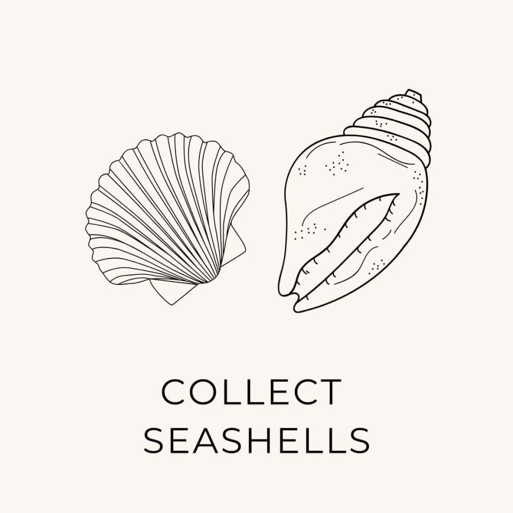 Hand-drawn outline of seashells.