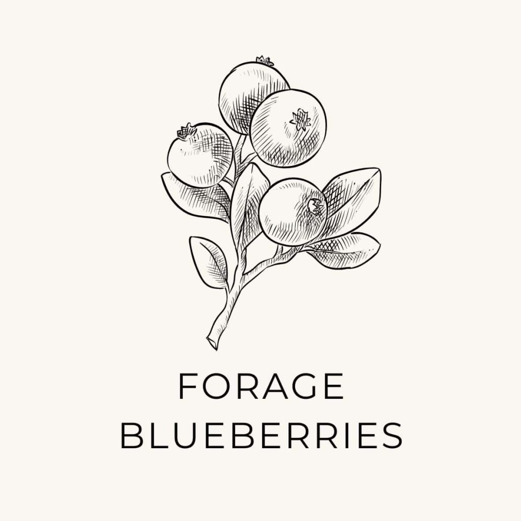 Blueberry branch outline with the text "forage blueberries" as a thing to do on the natural living bucket list.