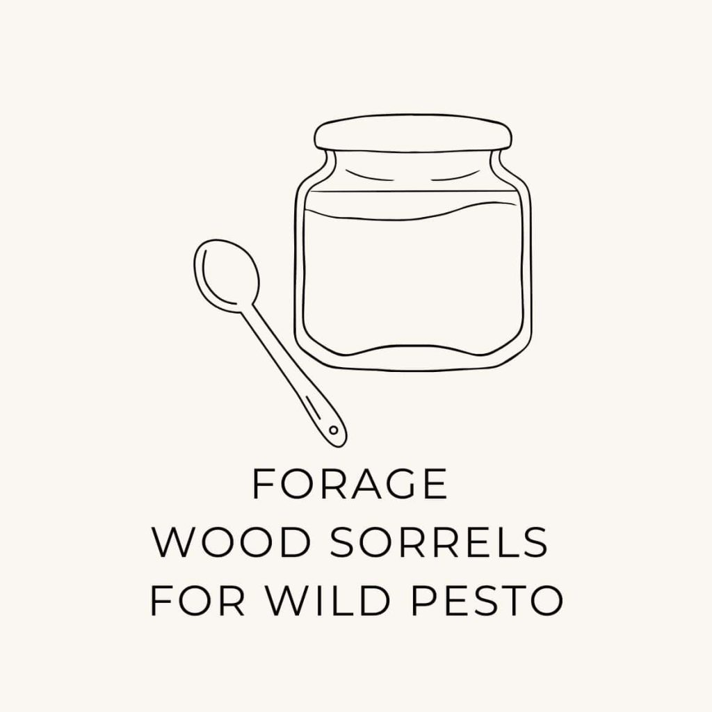 A jar with a spoon and encouragement to forage for wood sorrels for pesto.