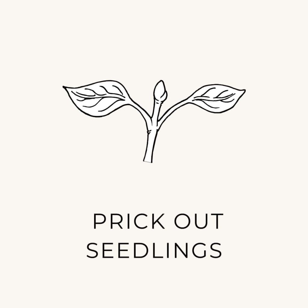 An April task on the Natural Living Bucket list is to prick out the seedlings with a sketch of a seedling.