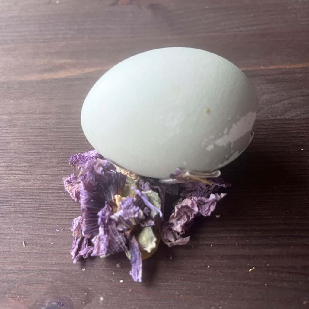 Easter egg colored naturally with mallow petals, which are next to the egg.
