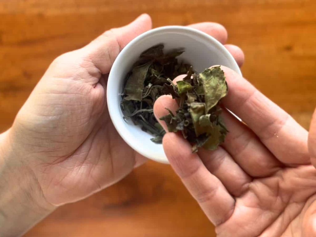 A woman holding a small white ceramic bowl in her palm and showing on her fingers the loose white tea leaves.