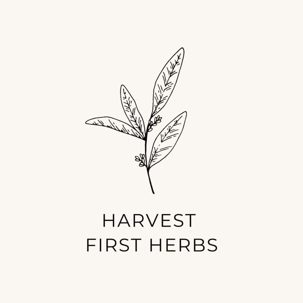 A sprig of herb and a suggestion to harvest the first herbs in May Bucket List.