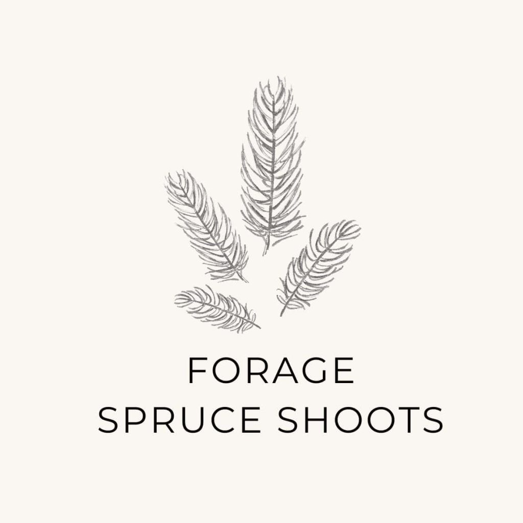 Foraging as a natural lifestyle habit to do in May Bucket List with spruce shoot sketch.