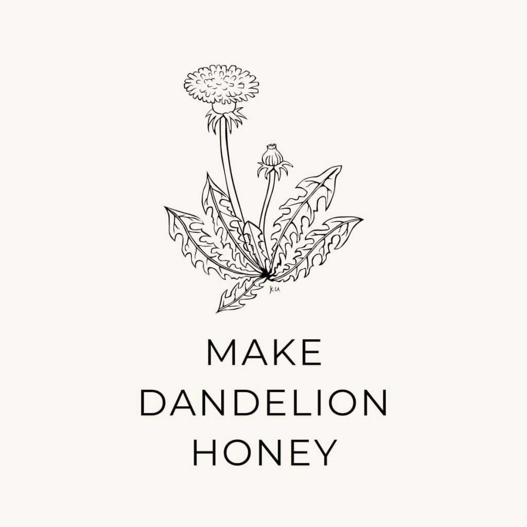 A dandelion flower and plant sketch with a suggestion to make dandelion honey in May.