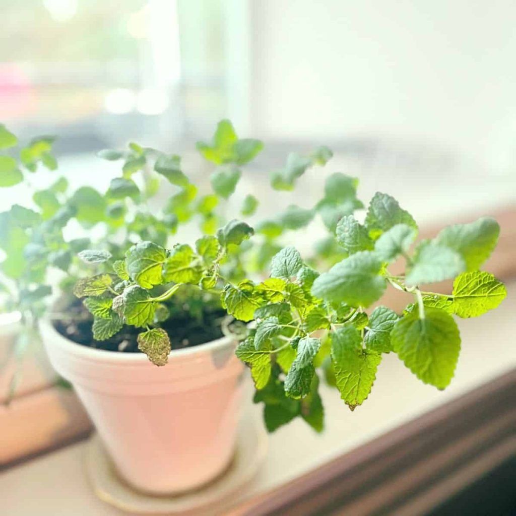 Lemon balm herb on a windowsill with spring light.