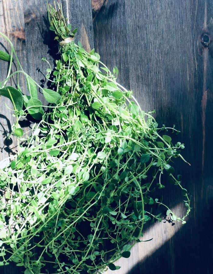 A spring light shining on the wall with fresh thyme leaves hung to dry for herbal tea.