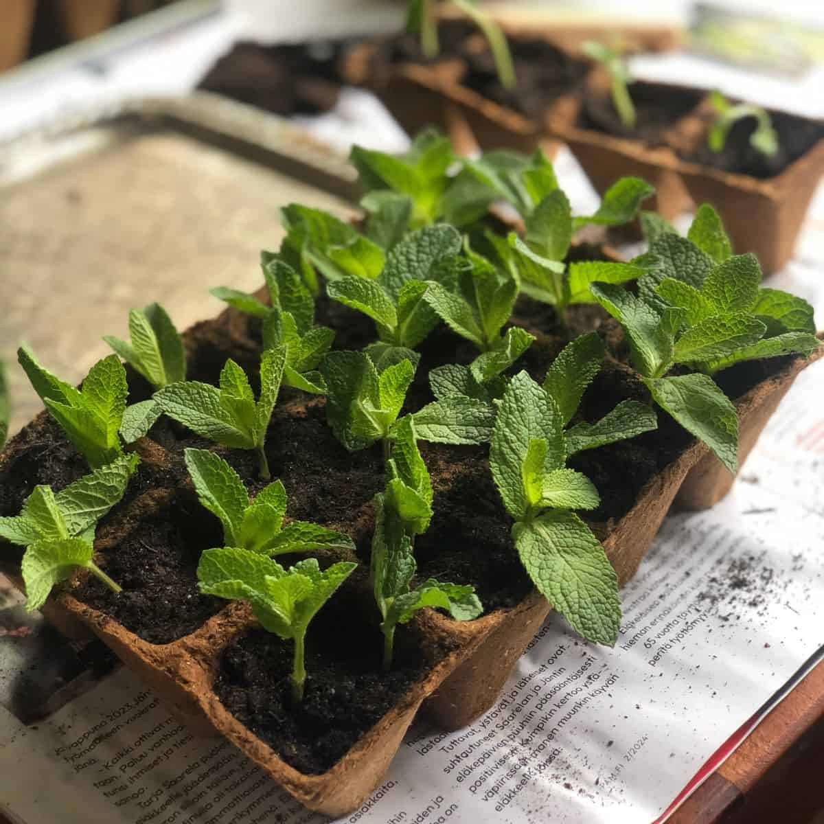 5 Easy Herbs for a Beginner Herbalist’s Tea Garden