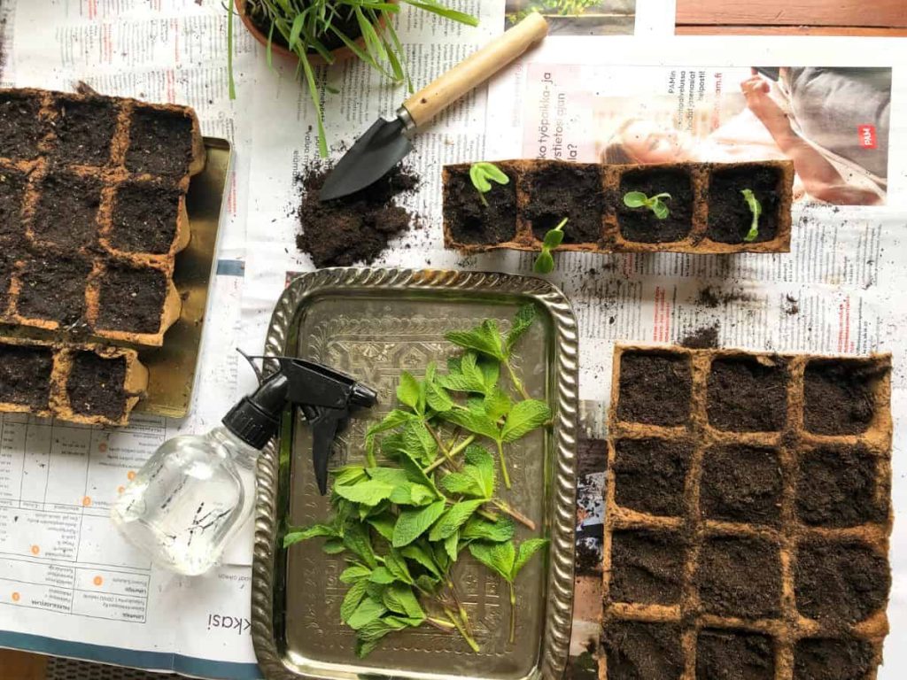 A table filled with mint cuttings and garden pots filled with soil for tea garden.
