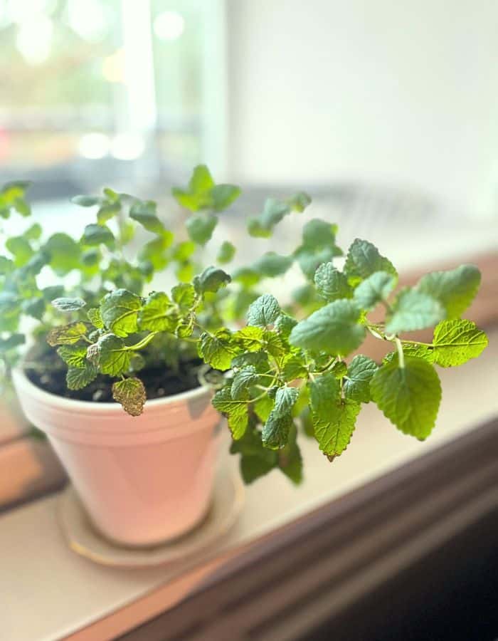 Lemon balm growing in a windowsill tea garden.