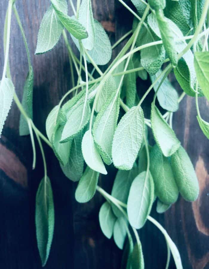 Sage herb drying for tea.