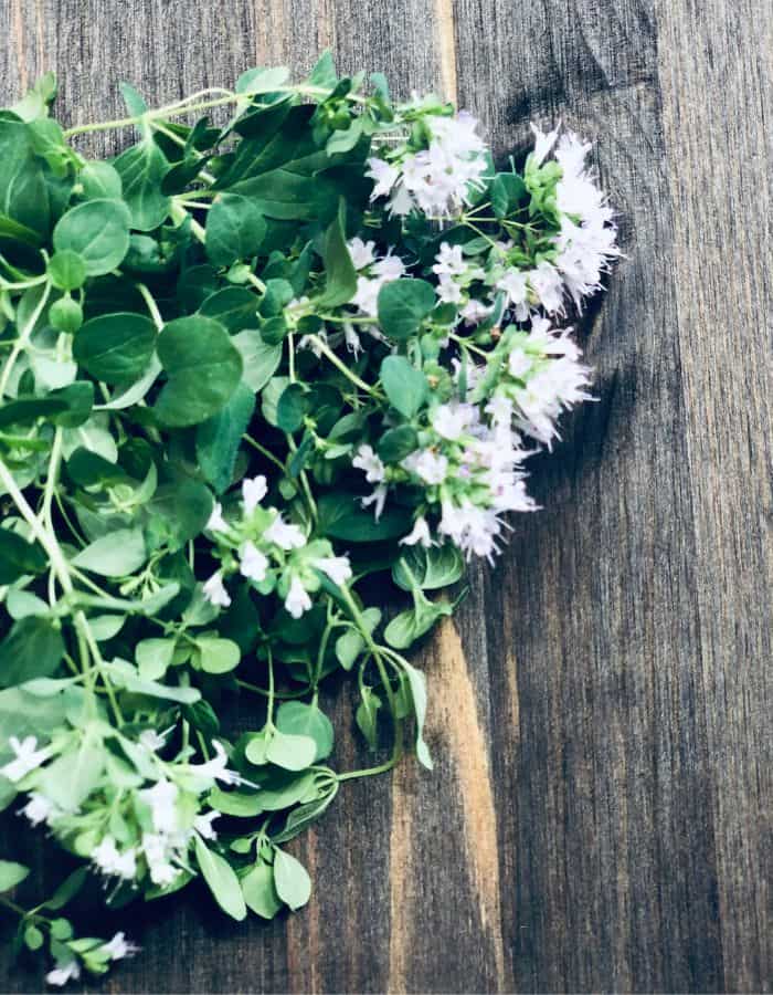 Oregano drying for tea against a dark wooden wall.