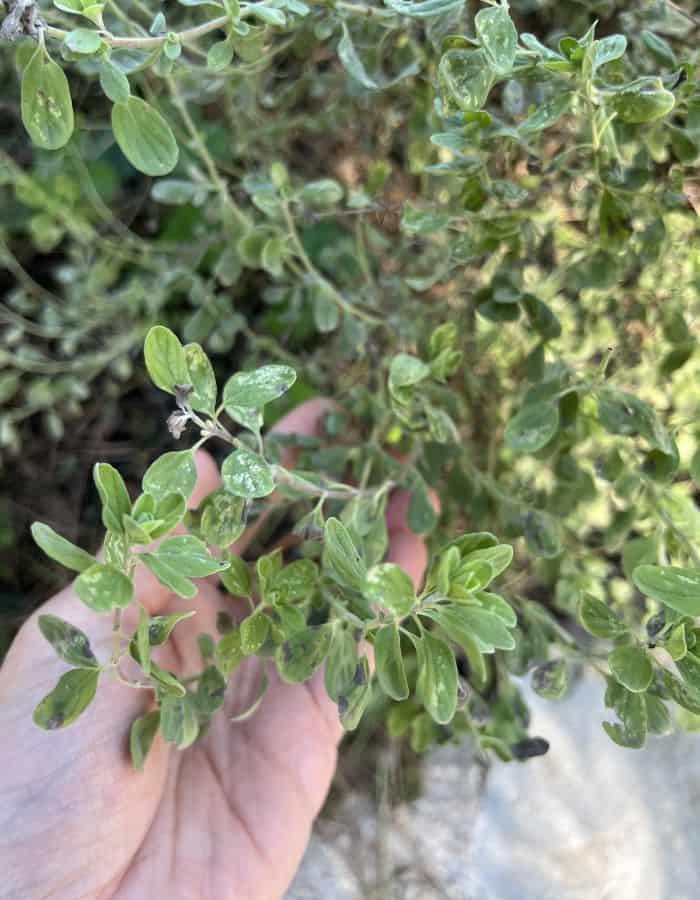 A hand of a woman showinng the leaves of the oregano plant in the tea garden.
