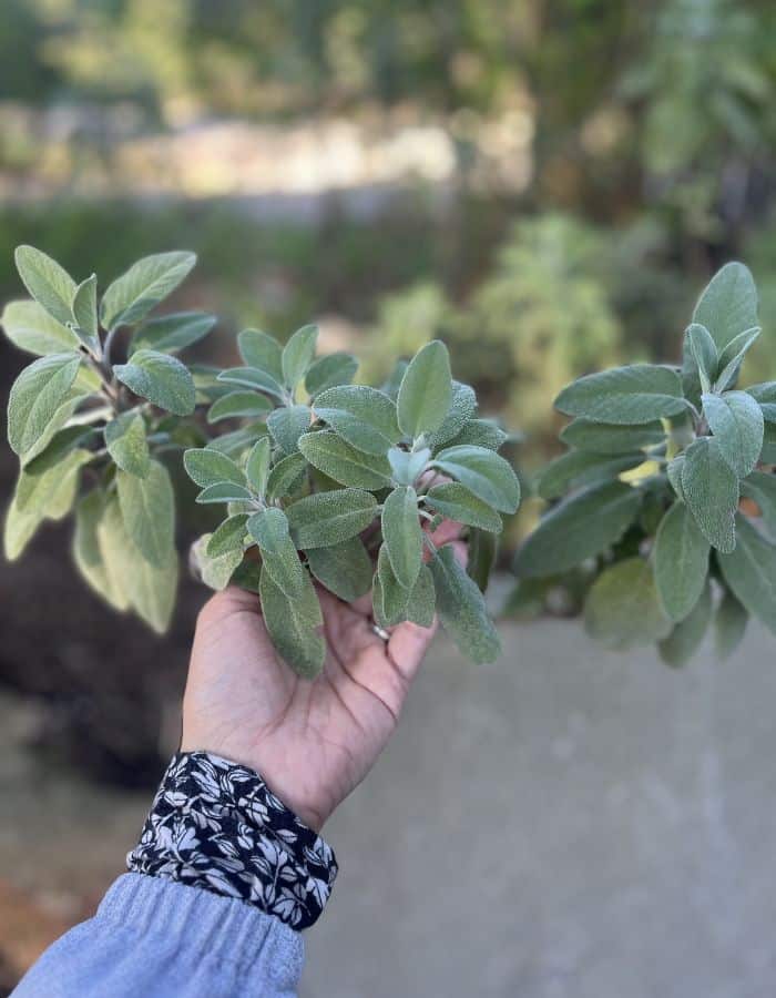 A woman showing the leaves of sage plant in the tea garden.