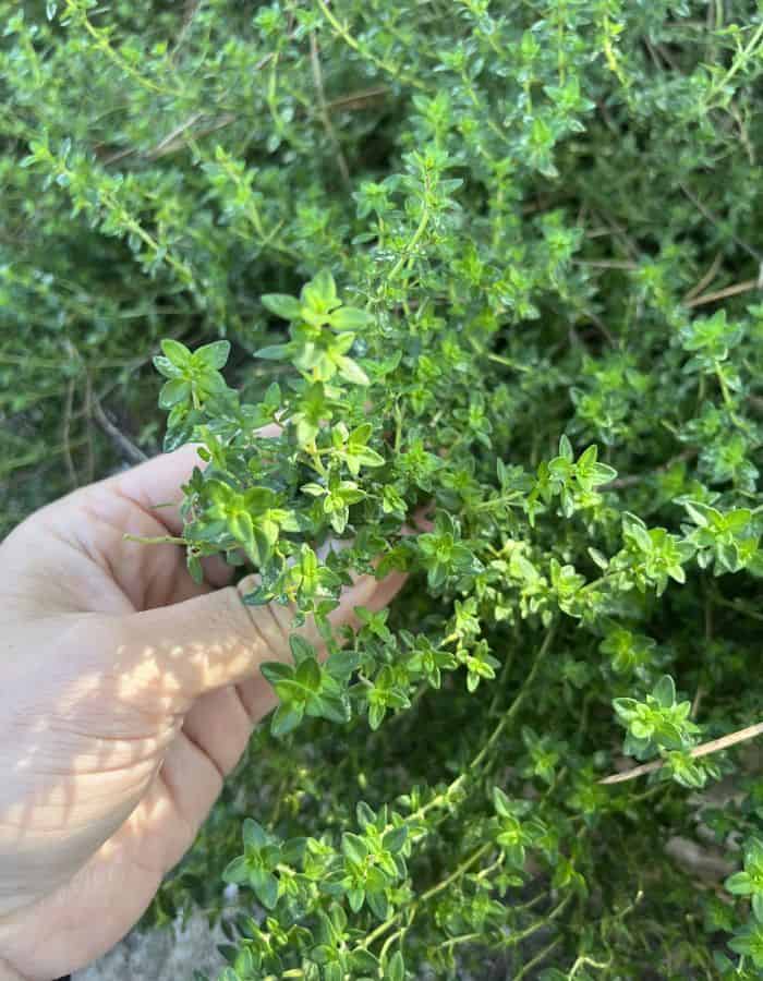 A hand of a woman showing the leaves of a thyme plant in the tea garden.