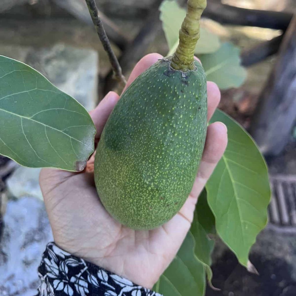 Woman holding in her hand an avocado that is growing in a tree.