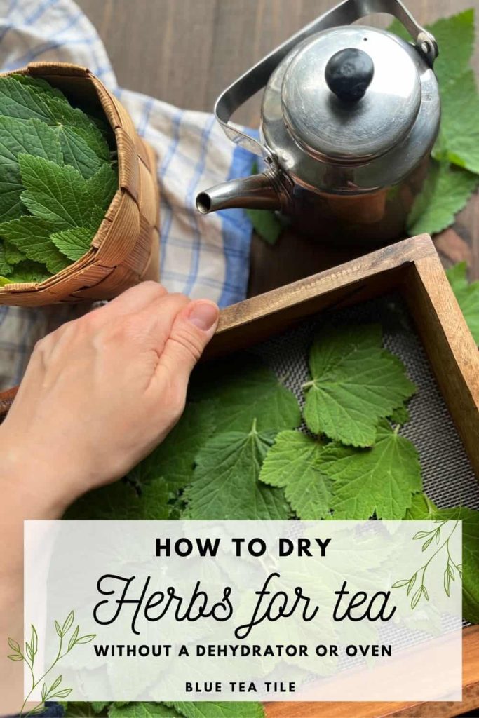 A woman holding a wire rack to flat dry the black currant elaves for tea.