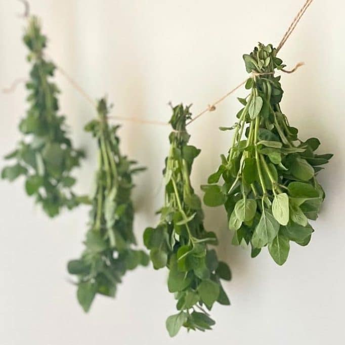 Herbs for tea are bundle-drying from a string.