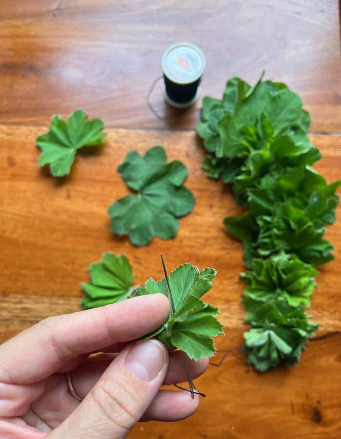 A woman holding a needle through lady's mantle leaves, in the background, herbs in a thread with the "string of pearls" drying method.