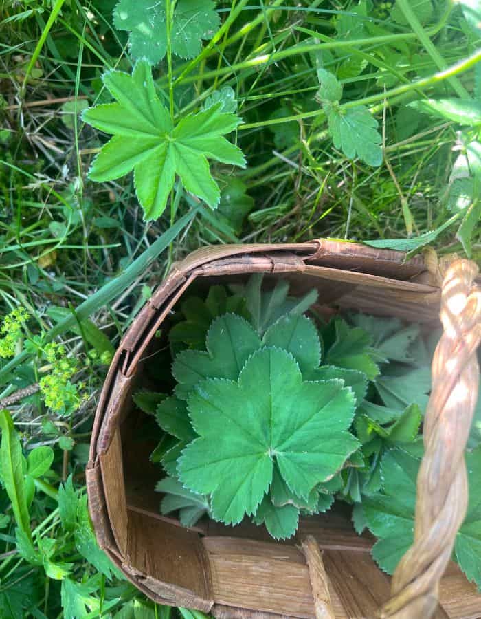 Wild tea foraged in the basket.