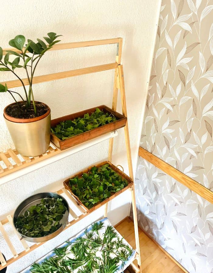 Several trays of foraged and harvested herbs for tea flat-drying on a shelf.