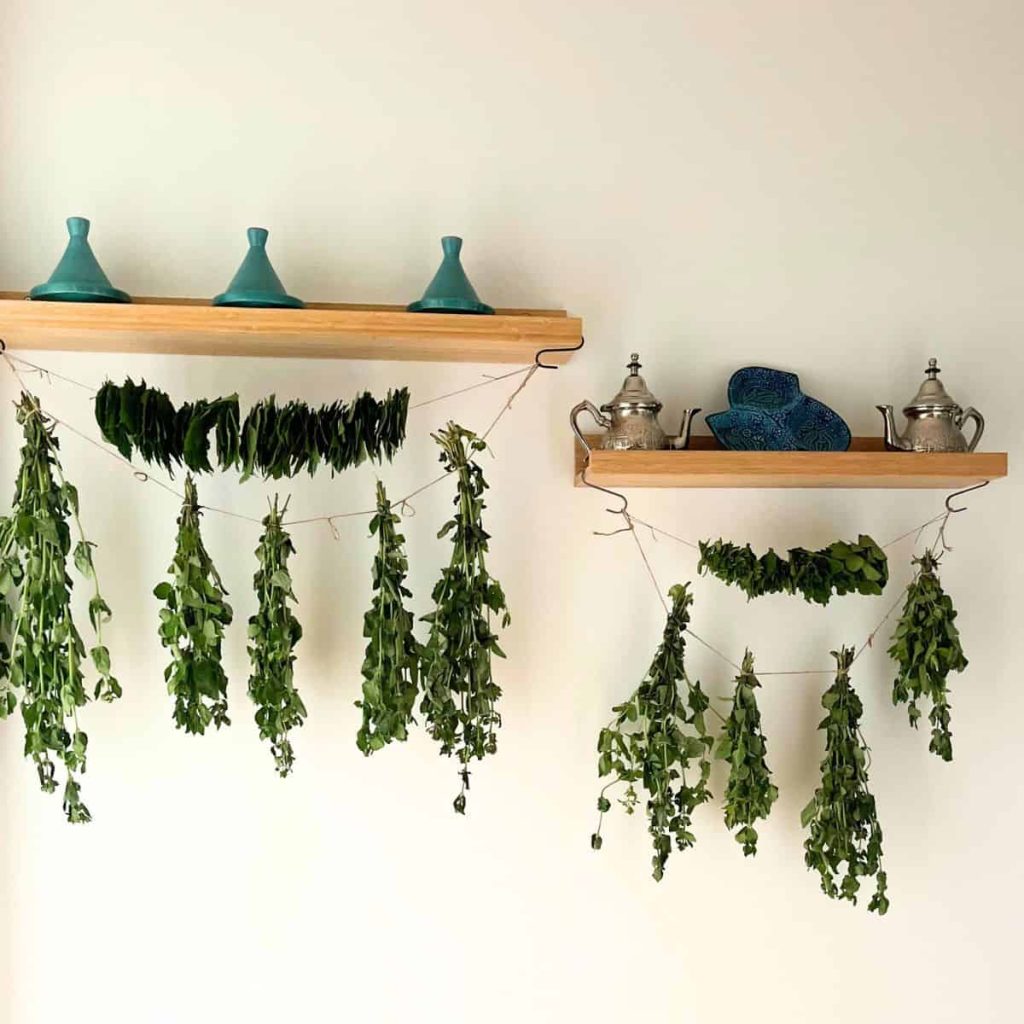 Herbs drying from a string attached to the shelves with hooks: both bundle-drying and "string of pearls" method in use.