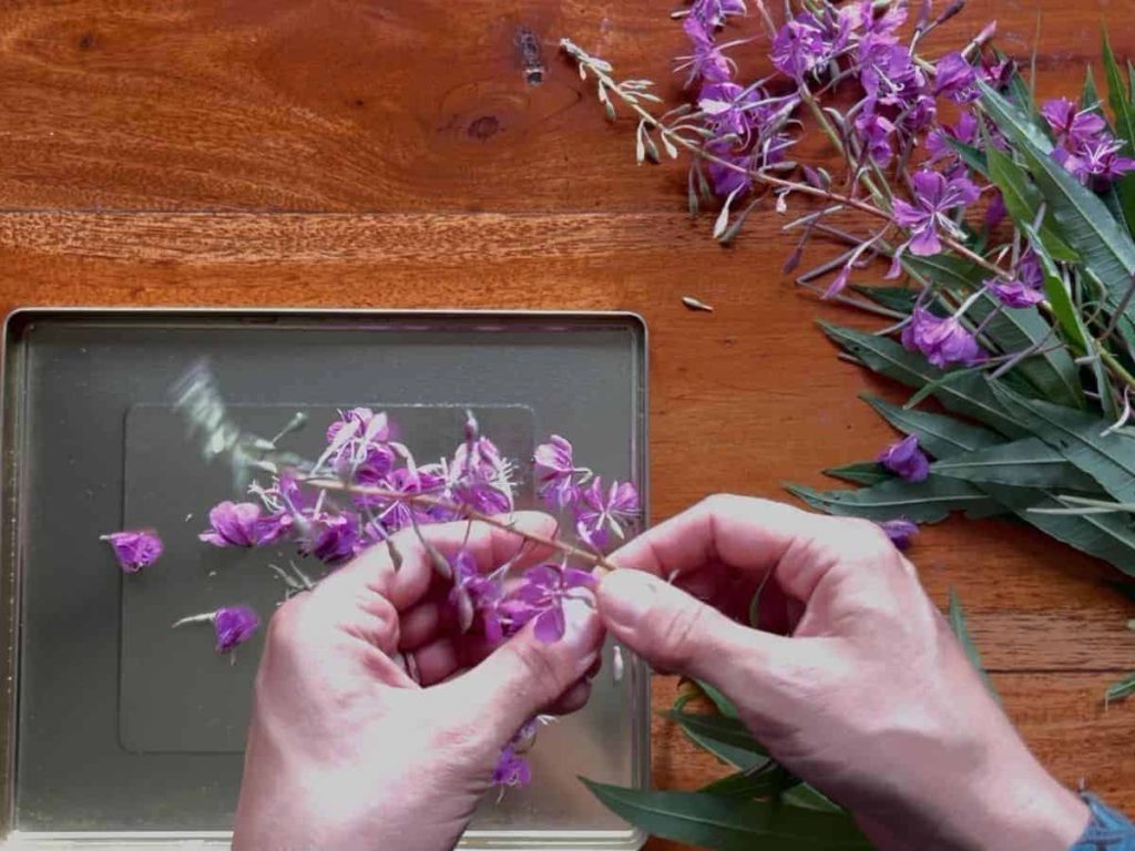 A woman detaching the fireweed flowers to dry for floral tea.