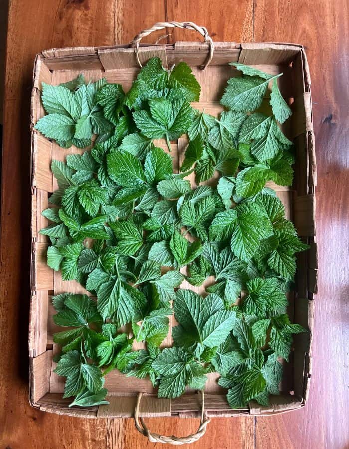 Raspberry leaves in a basket to flat dry the herbs for tea.