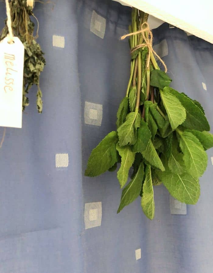 Herbs drying from the curtain clip in the kitchen.