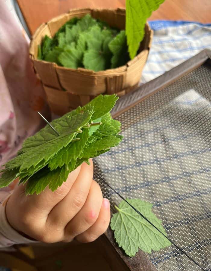 A girl holding a needle that has pierced through 4-5 leaves with a thread.