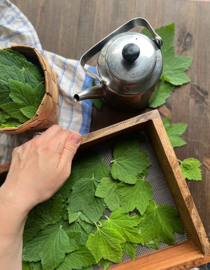Black currant leaves drying on a screen frame, with a tea kettle next to hem.