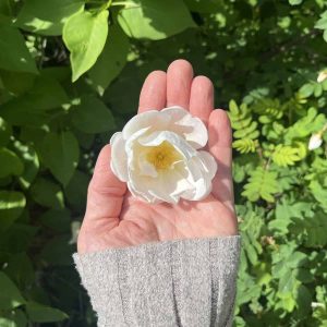A woman holding a white rose on her palm for a flower tea.