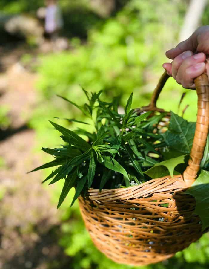 A woman carrying a basket with fireweed stalks.