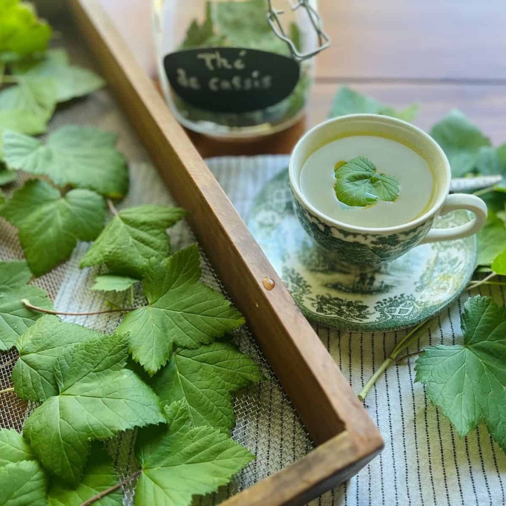 Blackcurrant leaf in a tea cup.