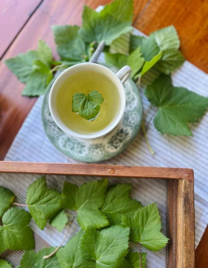 A blackcurrant leaf tea steeping in a teacup and some fresh blackcurrant leaves on the side and in a tea fram drying for later use.