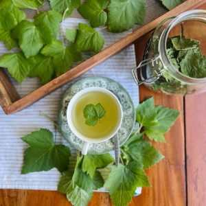 A blackcurrant leaf tea in a teacup with blackcurrant leaves around and a wooden frame with drying blackcurrant leaves on the side.