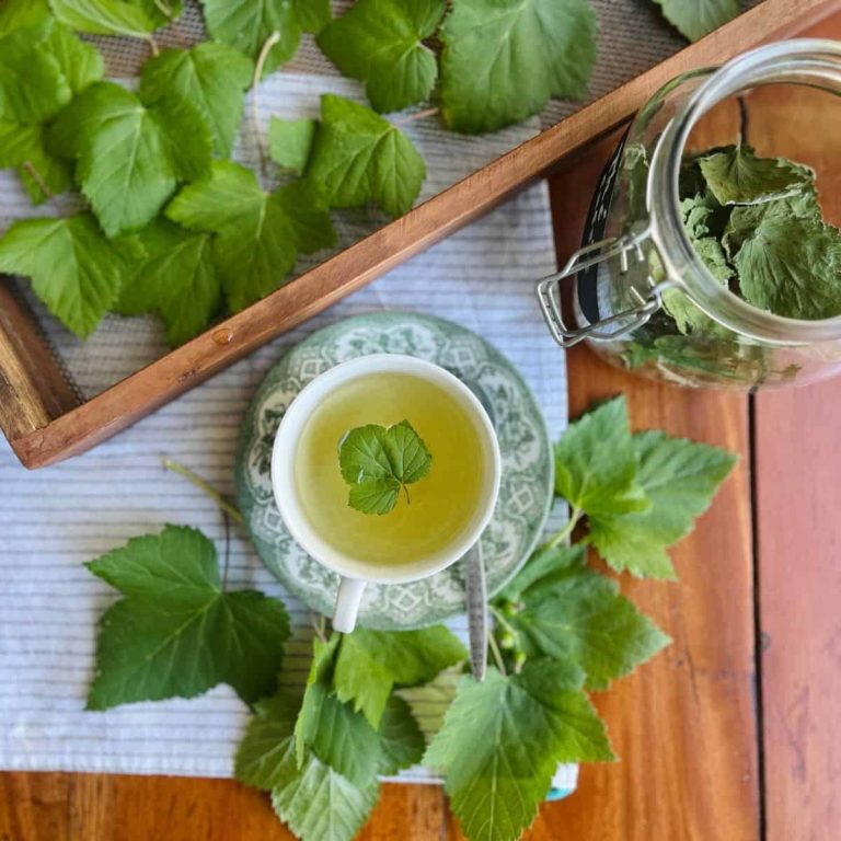 A blackcurrant leaf tea in a teacup with blackcurrant leaves around and a wooden frame with drying blackcurrant leaves on the side.