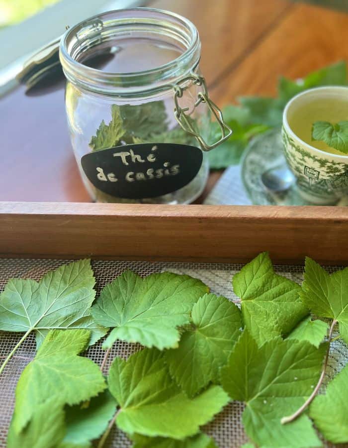 Blackcurrant leaves drying and dried leavs stored in a glass jar and a tea made on the side of the blackurrant leaves.