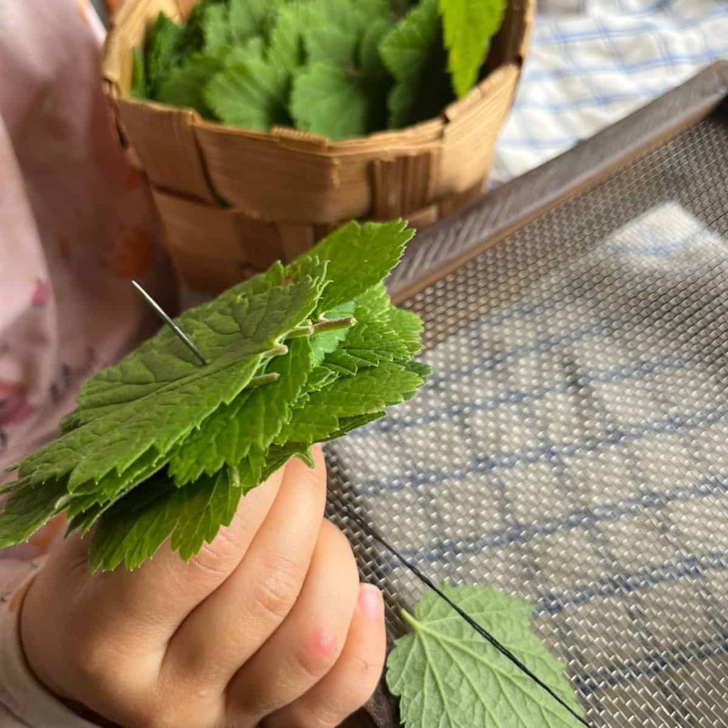 A girl sewing with needle and thread through a blackcurrant leaf.