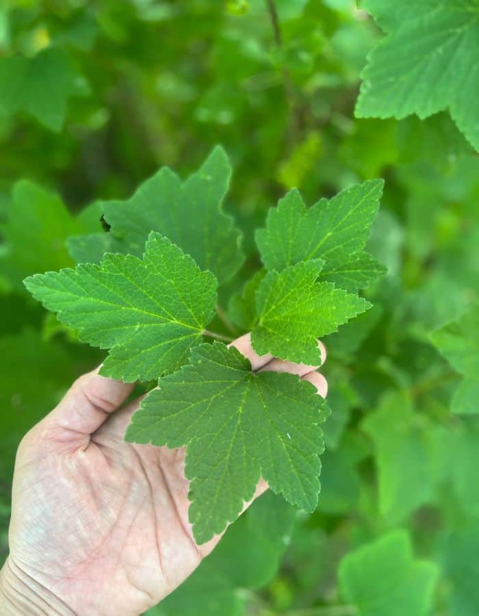 A woman holding blackcurrantt leaf in her hand.
