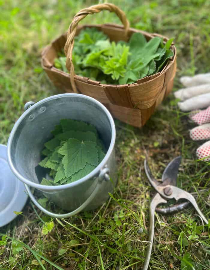Harvesting black currant leaves in the bucket outside.