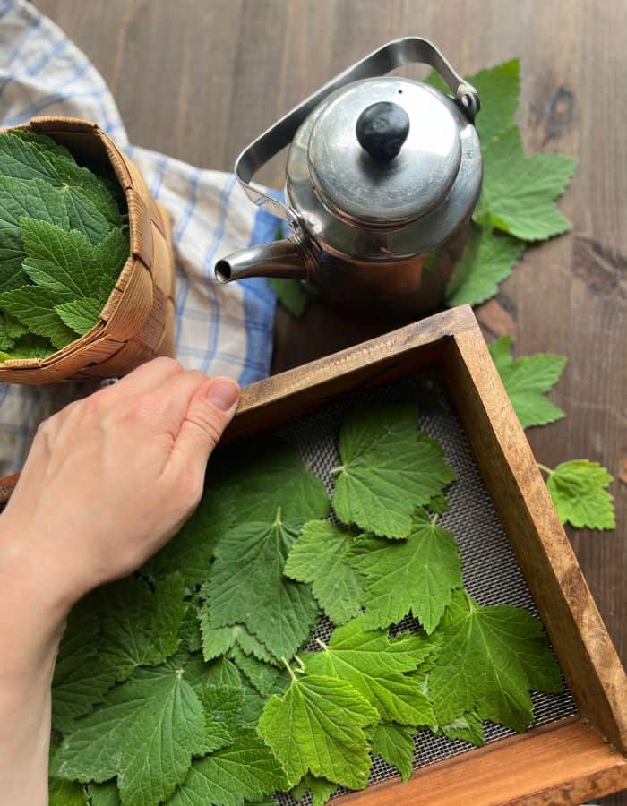 A woman with the drying blackcurrant leaves and a teakettle on hte side.