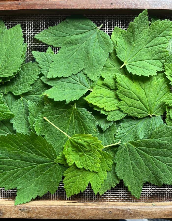 Blackcurrant leaves flat drying on a wooden frame.