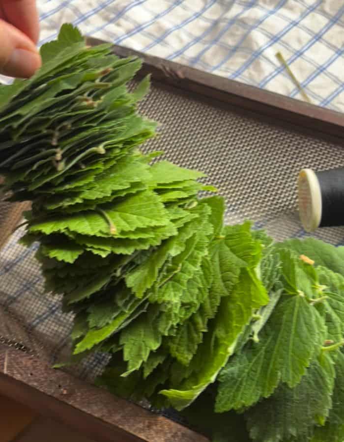 A blackcurrant leaf "necklace" rady to dry for tea.