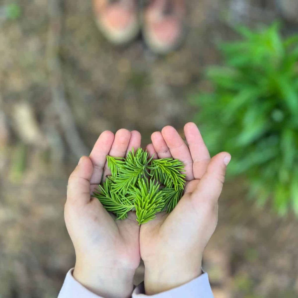 A tiny girl is holding spruce shoots in her palms in the forest.