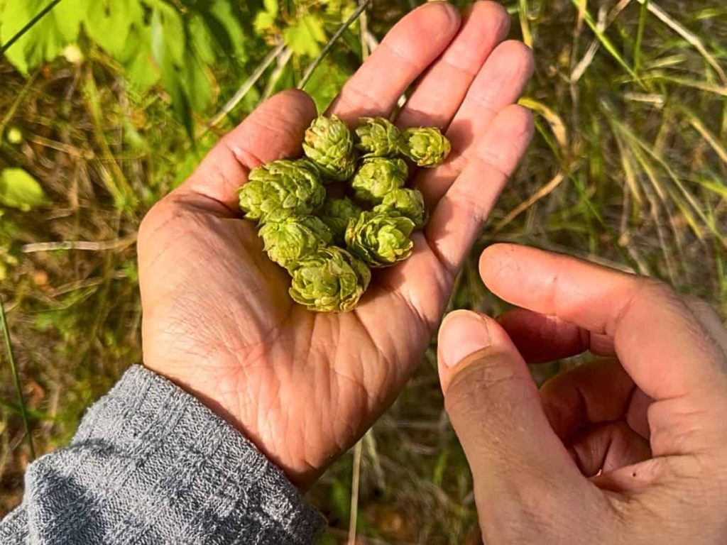 A woman holding collected hops in her palm outdoors.