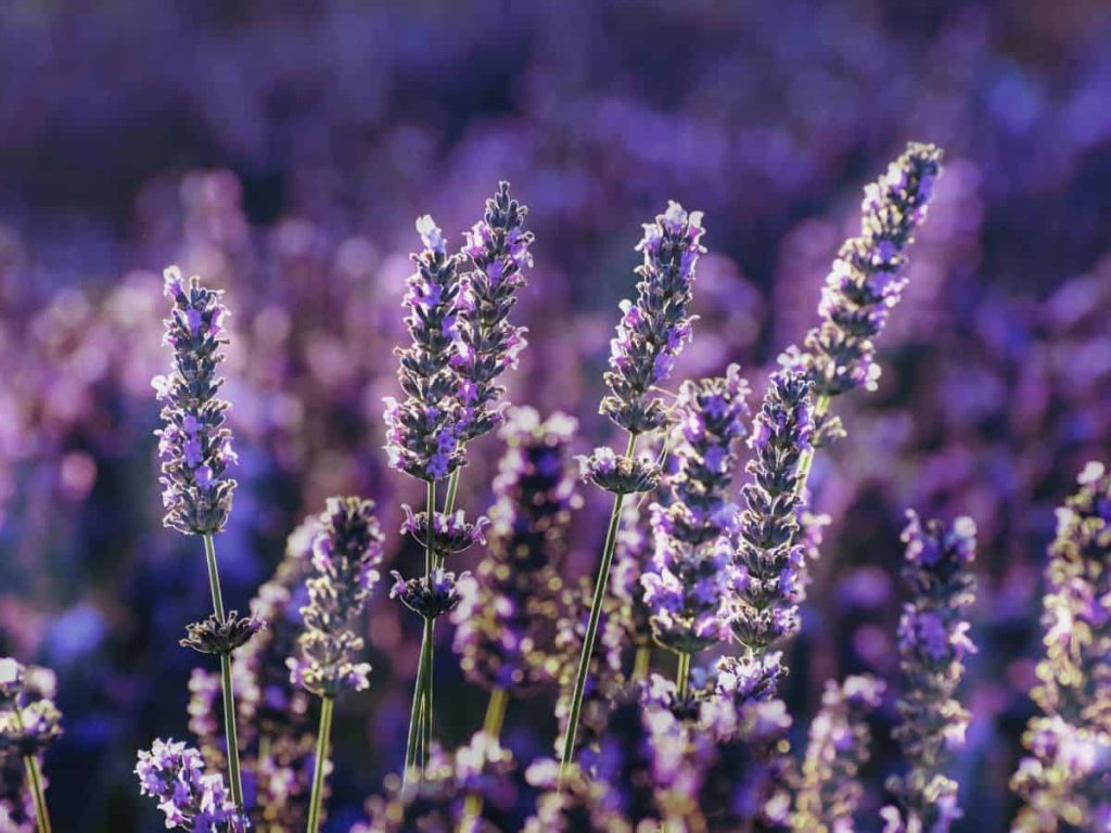 Lavenders growing on a lavender field.