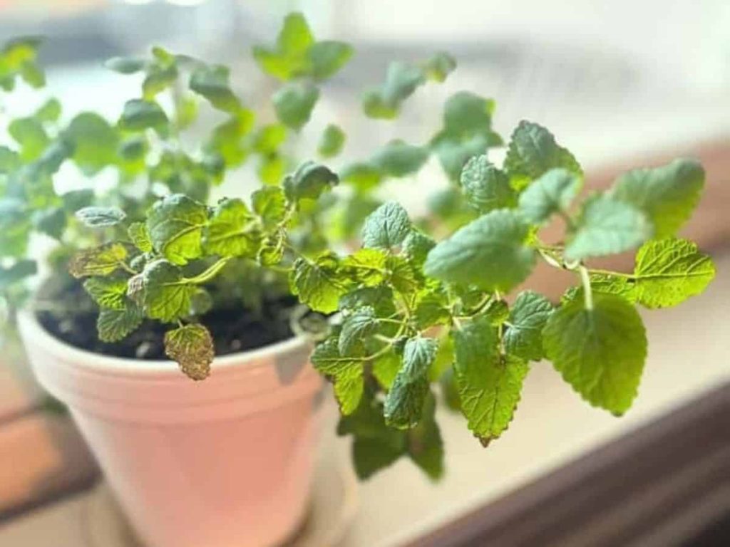 Lemon balm growing in a whitte pot on a windowsill tea garden.