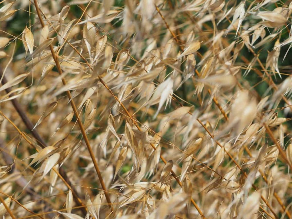 Oat straws on a windy field.