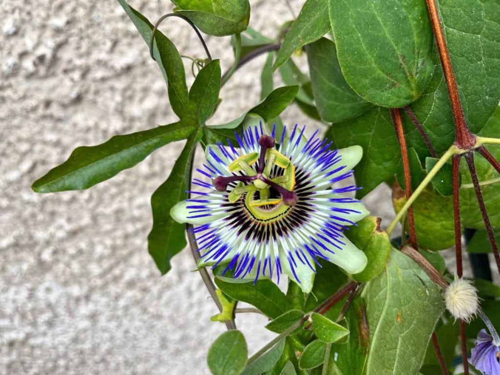 Passion flower blooming in the tea garden next to stone wall.